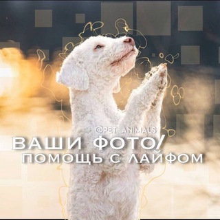 Telegram profile photo for Ваши фото 😇