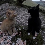 Telegram profile photo for переходник коптильня