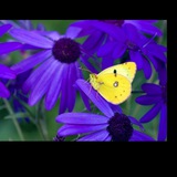 Telegram profile photo for صبر زرد و جیغ بنفش