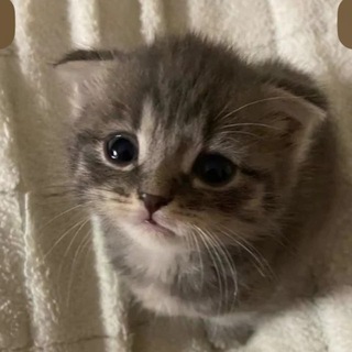 Telegram profile photo for Домик Лив