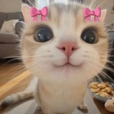 Telegram profile photo for ๐๐ ๐๐๐๐ ๐
ก๐๐ซ๐ซ๐