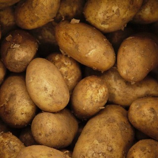 Telegram profile photo for закрыто! potato confession