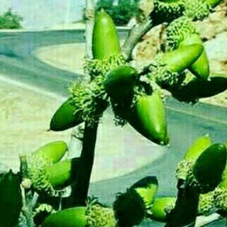 Telegram profile photo for آوای بلوط