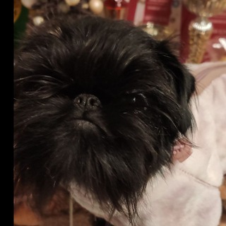 Telegram profile photo for Питомник гриффонов и брабансонов "FAVORI FLEUR