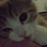 Telegram profile photo for каталог наличия🤍