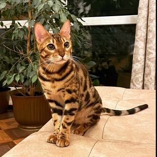 Telegram profile photo for Кошка Шакира