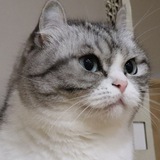 Telegram profile photo for Будь Комаркой | COF