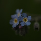 Telegram profile photo for photo dsf