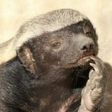 Telegram profile photo for Чай с мёдом и мандарином