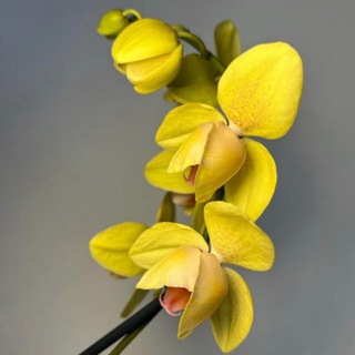 Telegram profile photo for orchideamskprodam