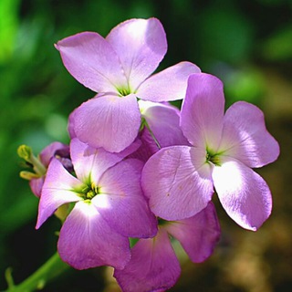 Telegram profile photo for کانال آموزشی گل و گیاه🌵🌷