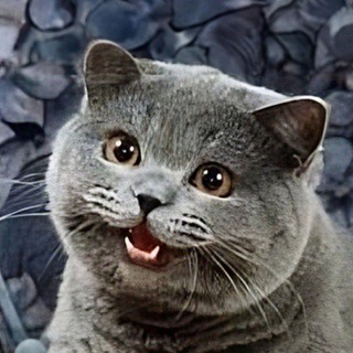 Telegram profile photo for CHEEZ CTO PORTAL