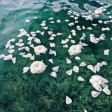 Telegram profile photo for atlantic ocean