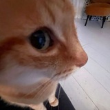 Telegram profile photo for А как какать?