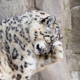Telegram profile photo for brsbrs_ru