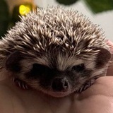 Telegram profile photo for Ëжᜤк