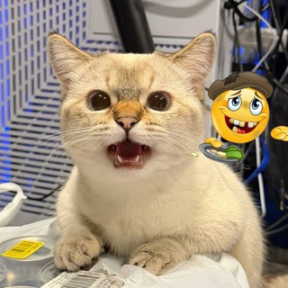 Telegram group profile photo for Чат Семы и драгонмани и даунов тупых