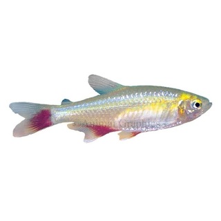 Telegram profile photo for Fish collection