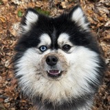 Telegram profile photo for Типичный🐼Помски