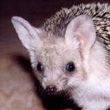Telegram profile photo for BSB