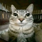 Telegram profile photo for godsol