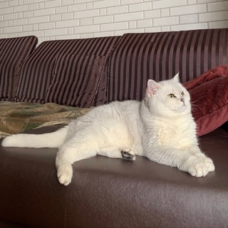 Telegram profile photo for Кошка Дениса на карантине