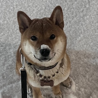 Telegram profile photo for Делайт - ХАЛЯВА + ПРОМОКОДЫ на САЙТЫ
