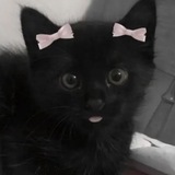 Telegram profile photo for Котята😸