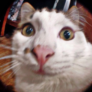 Telegram profile photo for ЖМУРА и КОТЫ