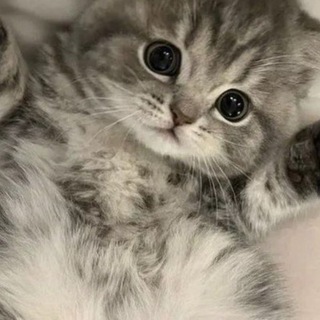 Telegram profile photo for Хата войда