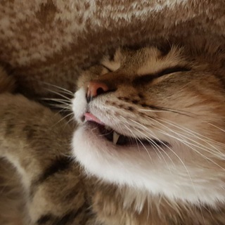 Telegram profile photo for Code - котэ