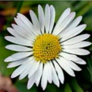 Telegram profile photo for گل مینا