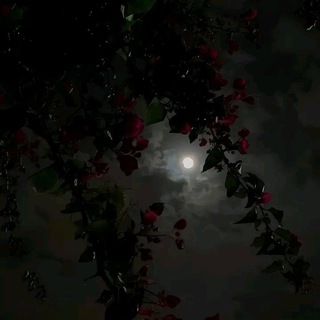Telegram profile photo for دُجًى ..
