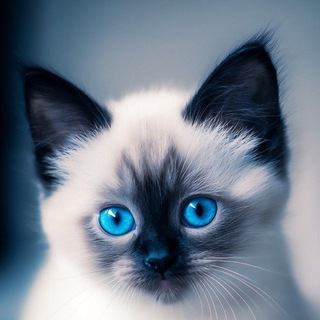 Telegram profile photo for Усатый переполох
