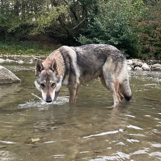 Telegram profile photo for Волк Гром и конь Принц