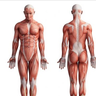 Telegram profile photo for General anatomy