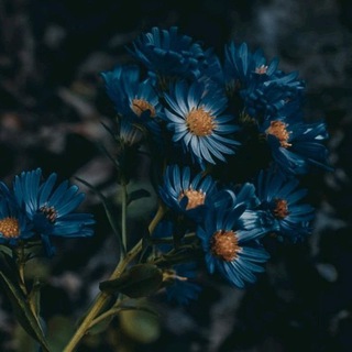Telegram profile photo for 🦋𝐈𝐫𝐢𝐬🦋