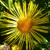 Telegram profile photo for Natur & Ernährung