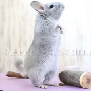 Telegram profile photo for Diamond Chinchilla канал