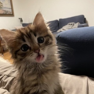 Telegram profile photo for 𝑵𝑬𝒁𝑬𝑹𝑲𝑨 𝑷𝑹𝑰𝑪𝑬