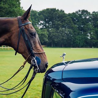 Telegram profile photo for 琴儿-业务直招-五年信誉