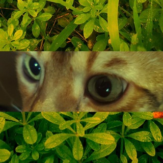 Telegram profile photo for ᄽᄿ𝚠𝚘𝚕𝚏'𝚜 𝚍𝚎𝚗ᄽᄿ²