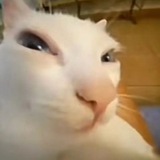 Telegram profile photo for https://t.me/F1X0N_N_0N