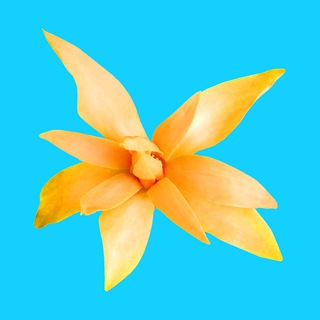 Telegram profile photo for Top Tropicals Plants & Cats