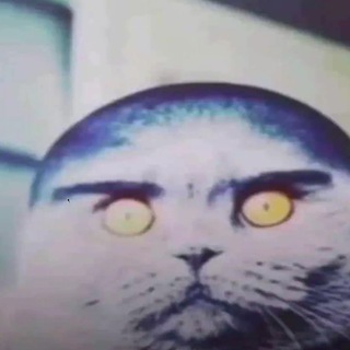 Telegram profile photo for хз