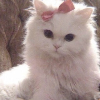 Telegram profile photo for LPM CECE