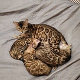 Telegram profile photo for БЕНГАЛЬСКИЕ И СОМАЛИЙСКИЕ КОТЯТА😜 Или.. Жизнь моих кошек в домашних условиях😂😁