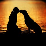 Telegram profile photo for фотограф-анімаліст | Київ