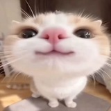 Telegram profile photo for Шиза Ariomi