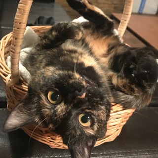 Telegram profile photo for я и мои коткиты
